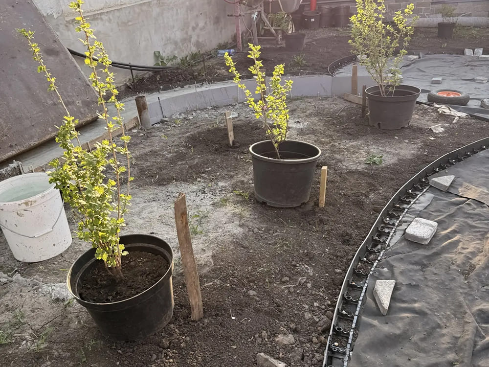 озеленение участка